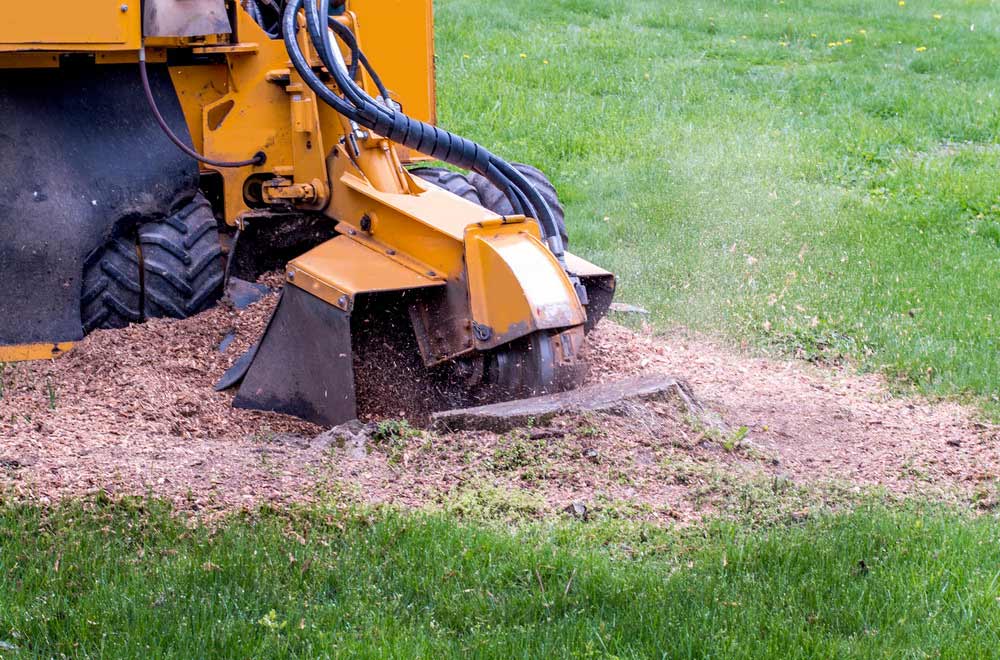 Stump Grinding & Removal North Devon
