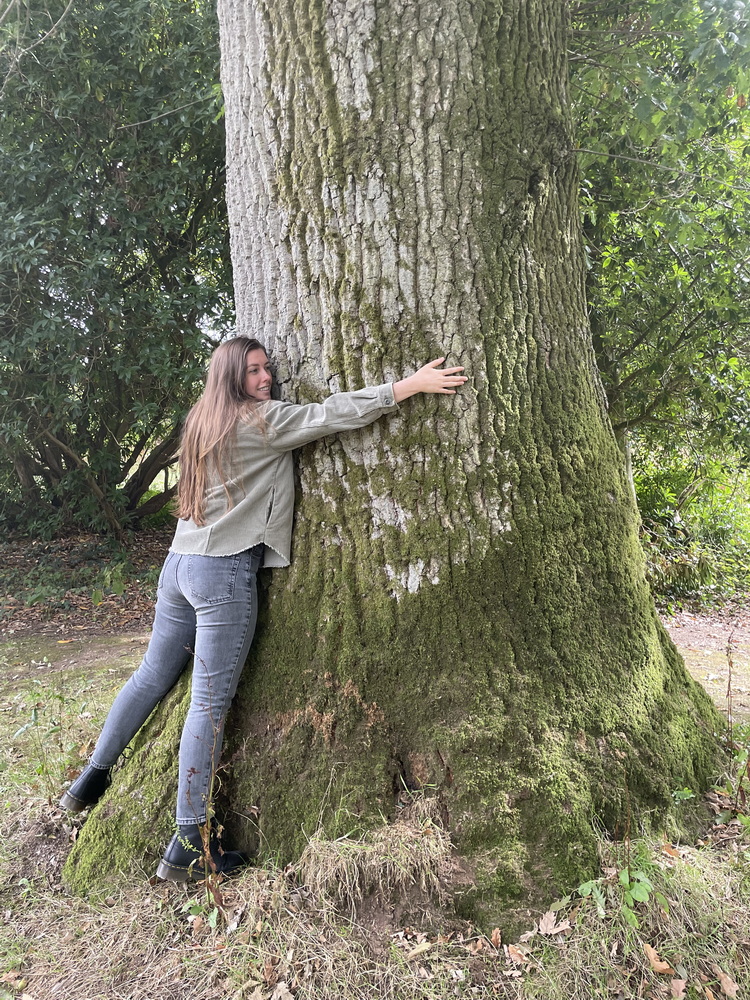 Why do oak trees sometimes look like they’re weeping?