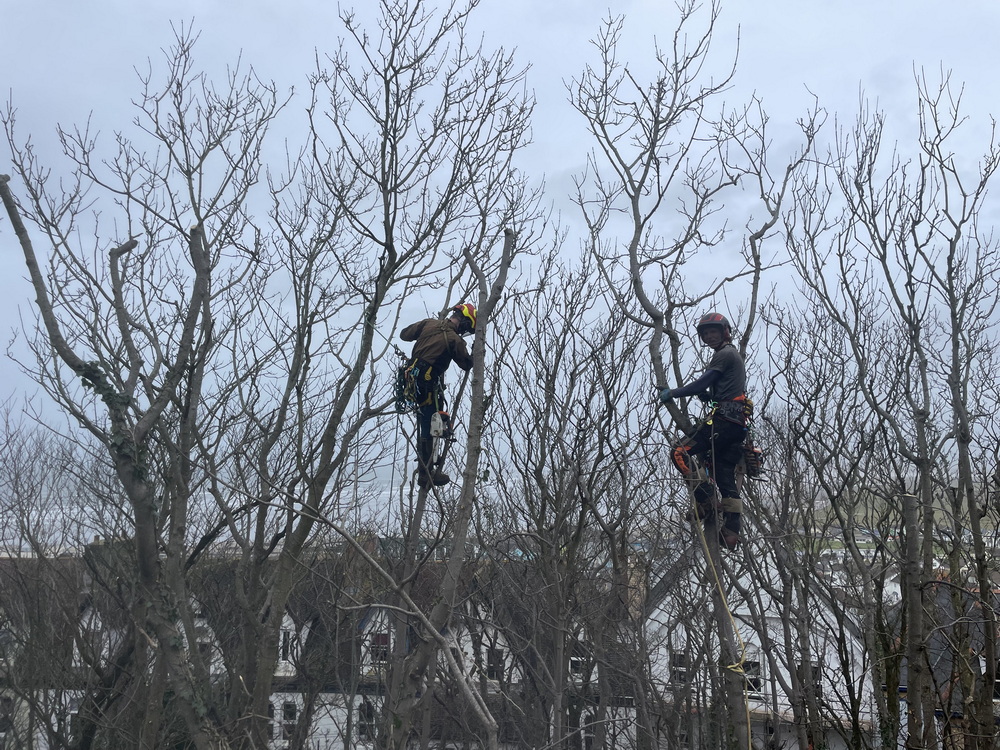 Three reasons to thin your trees and when to do it..