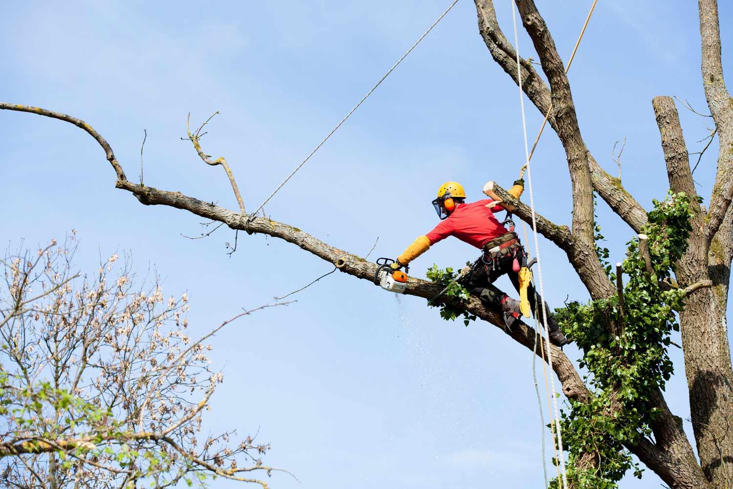Tree Services North Devon