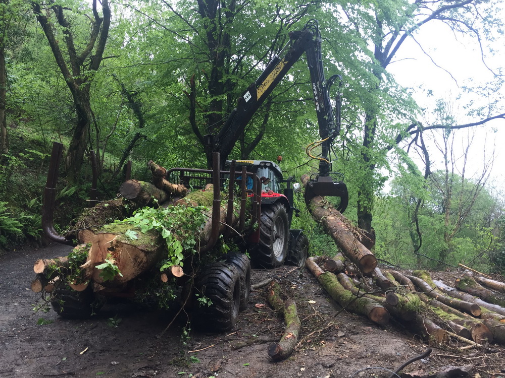 woodland tree thinning Ilfracombe
