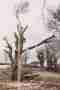 Tree Removal Ilfracombe